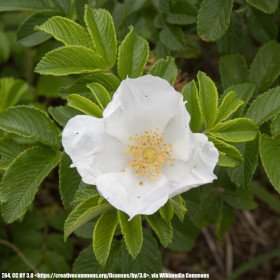 White Japanese rose, Rough White Rose, Rosa Rugosa Albas